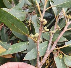 Eucalyptus camfieldii