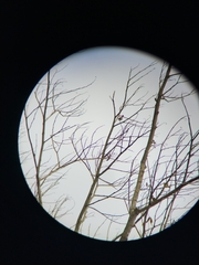 Chaetocercus mulsant