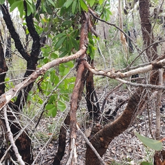 Eucalyptus camfieldii