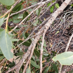 Eucalyptus camfieldii