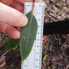 Eucalyptus camfieldii