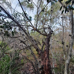 Eucalyptus camfieldii