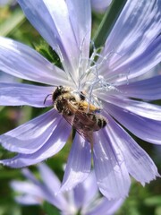 Melitta tricincta