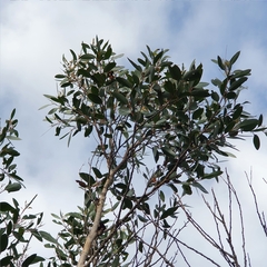 Eucalyptus camfieldii
