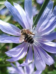 Melitta tricincta