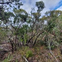 Eucalyptus camfieldii