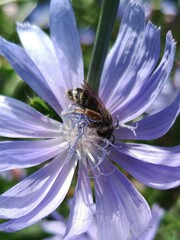Melitta tricincta