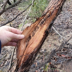 Eucalyptus camfieldii