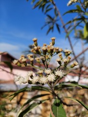 Vernonanthura polyanthes