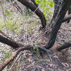 Eucalyptus camfieldii