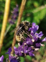 Bombus