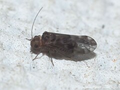 Peripsocus