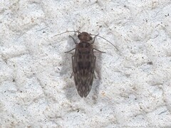 Peripsocus