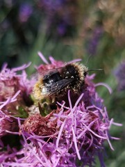Bombus