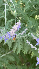 Salvia yangii