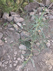 Talinum polygaloides