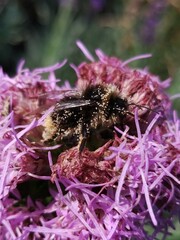 Bombus