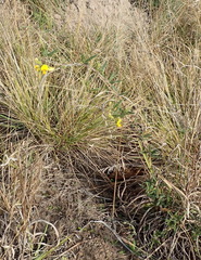 Rhynchosia chrysoscias