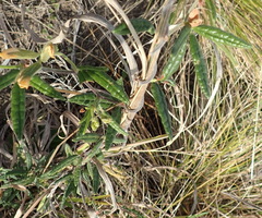 Rhynchosia chrysoscias