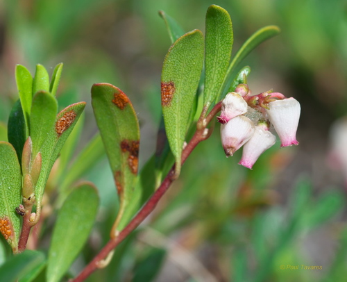 spruce witch's broom rust