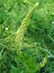 Reseda luteola