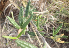 Rhynchosia chrysoscias