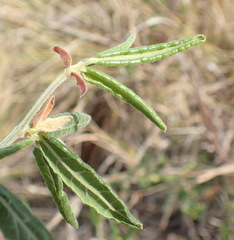 Rhynchosia chrysoscias