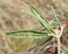 Rhynchosia chrysoscias