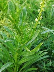 Reseda luteola