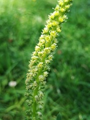 Reseda luteola