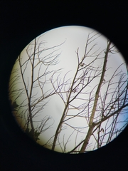 Chaetocercus mulsant