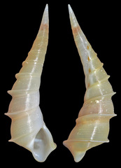 Bacula striolata
