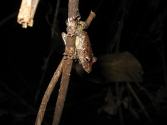Scinax garbei