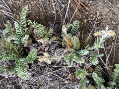 Horkelia hispidula