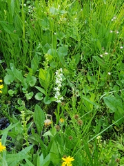 Platanthera dilatata