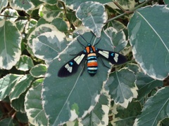 Euchromia folletii