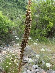 Asphodeline