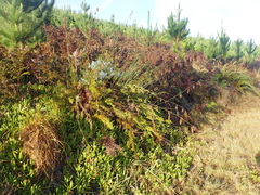 Thamnochortus glaber