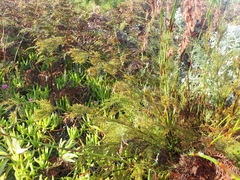 Thamnochortus glaber