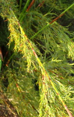 Thamnochortus glaber