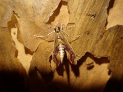 Agathodes monstralis