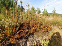 Thamnochortus glaber