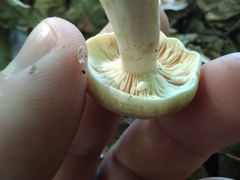 Lactarius fumosus