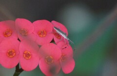 Chariesterus armatus