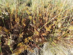 Thamnochortus glaber