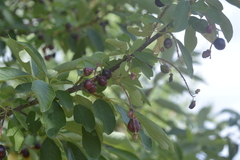 Prunus virginiana