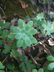Sedum palmeri