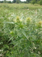 Cirsium serrulatum