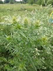 Cirsium serrulatum