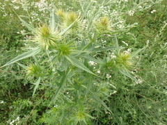 Cirsium serrulatum